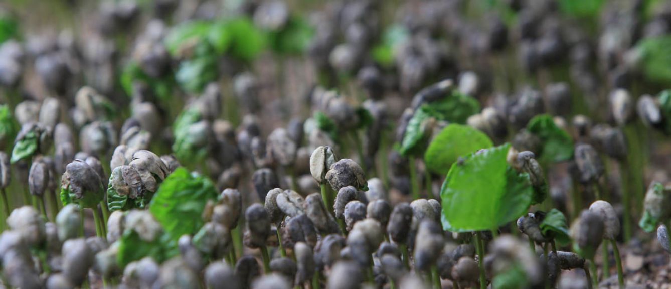 Mexico, Chiapas, Sierra Mariscal